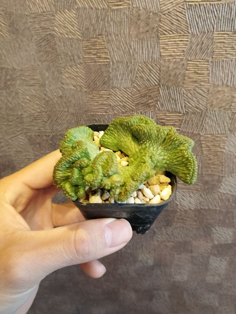 希少 ユーフォルビア オベサ 綴化