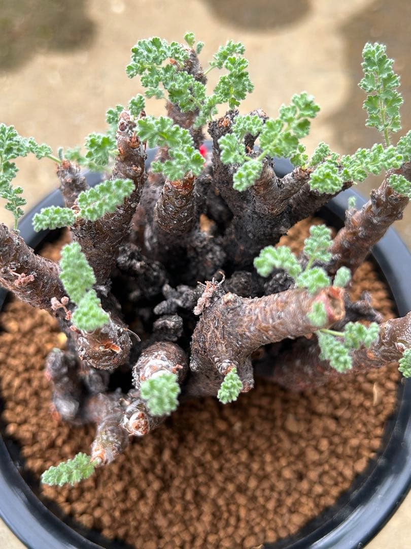 ペラルゴニウム　アルテルナンス　美株