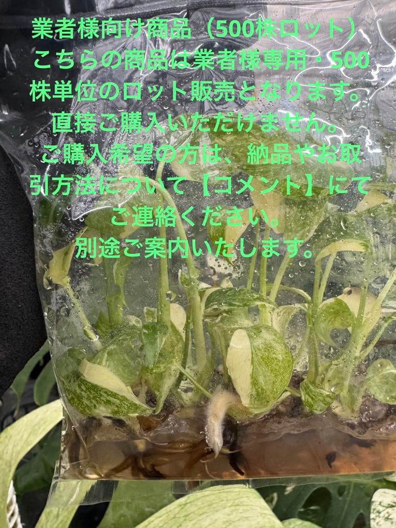 モンステラ　タイコンステレーション　厳選斑入り　順化前　500株まとめ