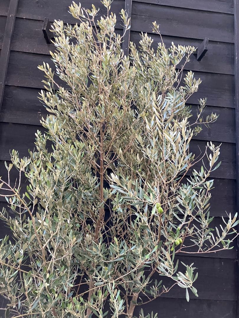 オリーブの木　ミッション