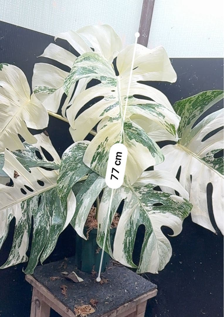 ケ*ン様 斑入りモンステラ ホワイトタイガー極美大株77cm白斑多
