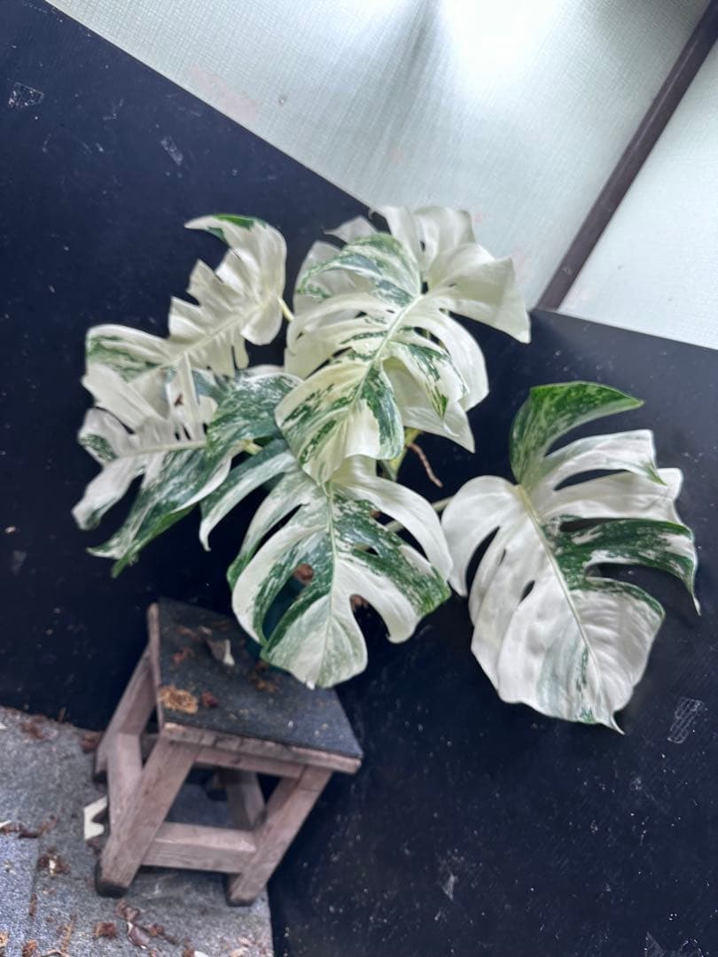 ケ*ン様 斑入りモンステラ ホワイトタイガー極美大株77cm白斑多