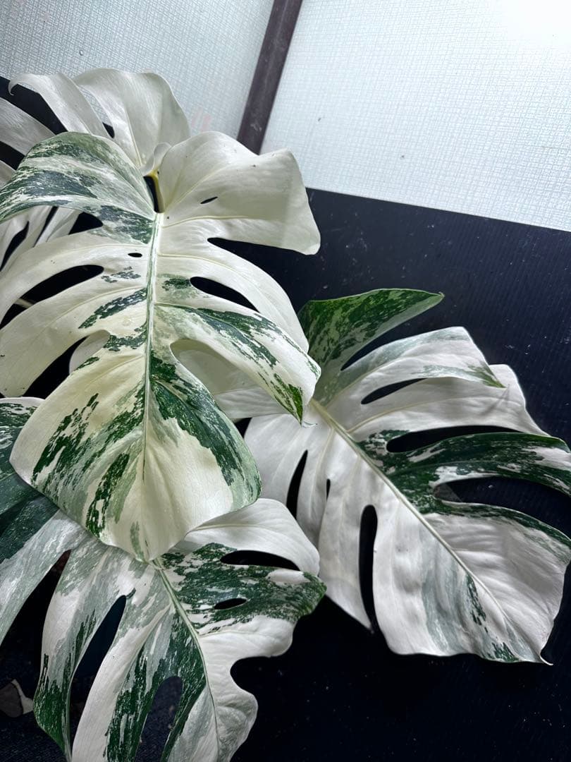 ケ*ン様 斑入りモンステラ ホワイトタイガー極美大株77cm白斑多