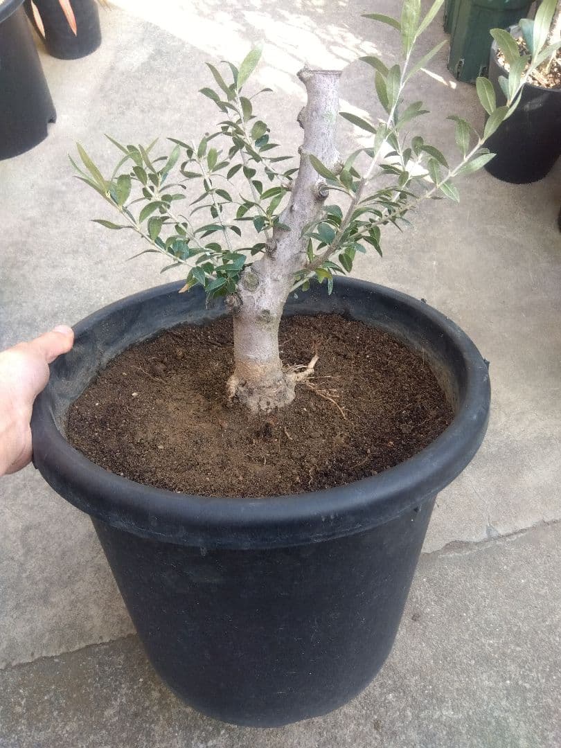 オリーブ　盆栽　古木　オールド株　セントキャサリン　11号鉢つき　い
