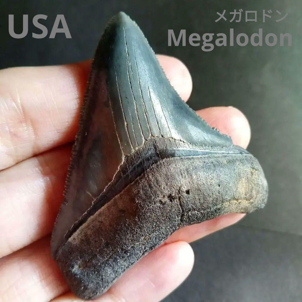 アメリカ　メガロドン　歯化石　ダークグレー　極美麗　標本