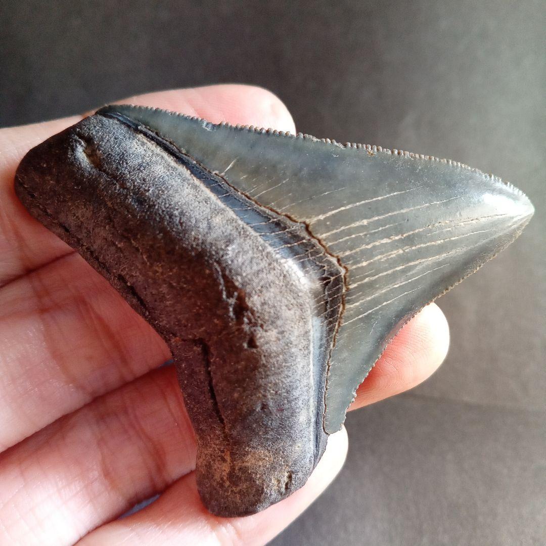 アメリカ　メガロドン　歯化石　ダークグレー　極美麗　標本