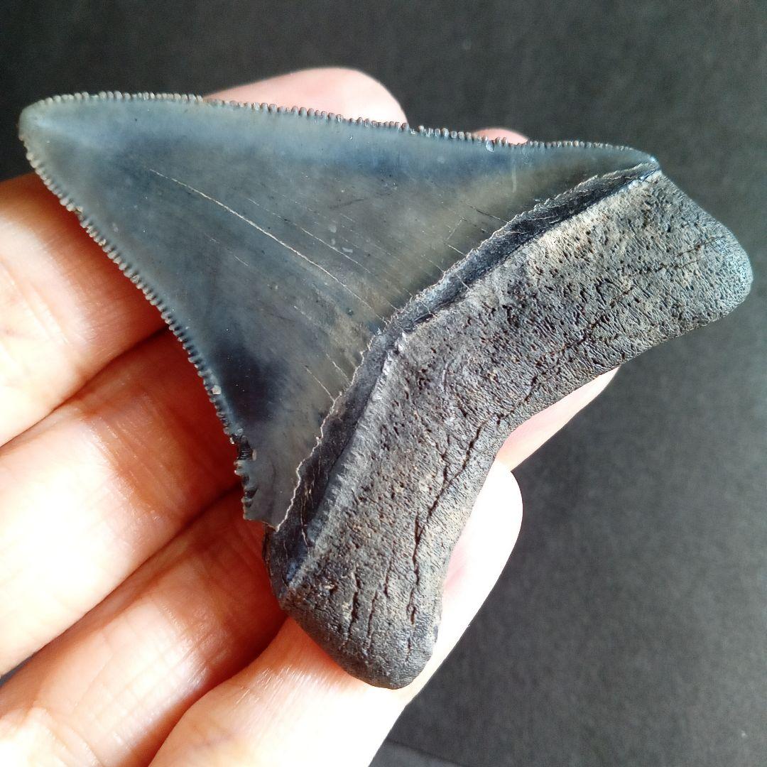 アメリカ　メガロドン　歯化石　ダークグレー　極美麗　標本