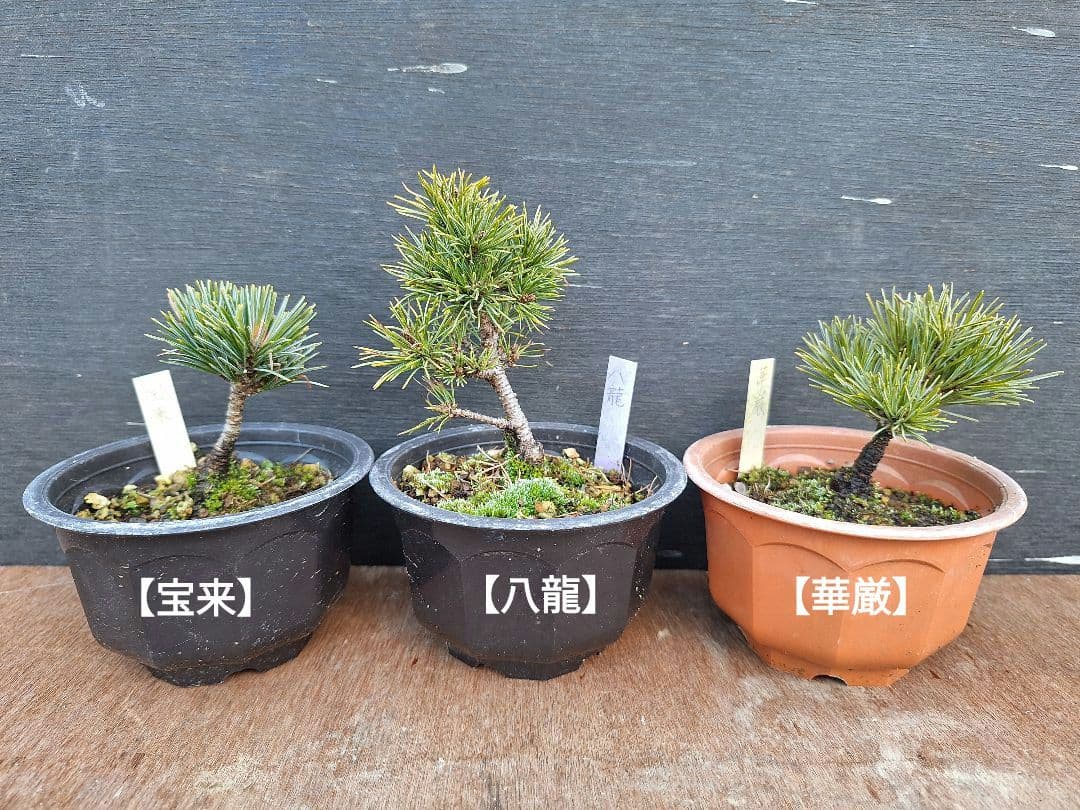 【専用商品】八房五葉松　9鉢セット