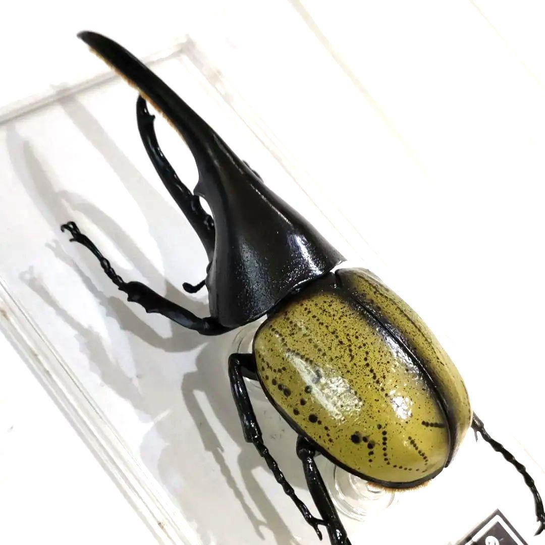 昆虫標本レアセットセール中！