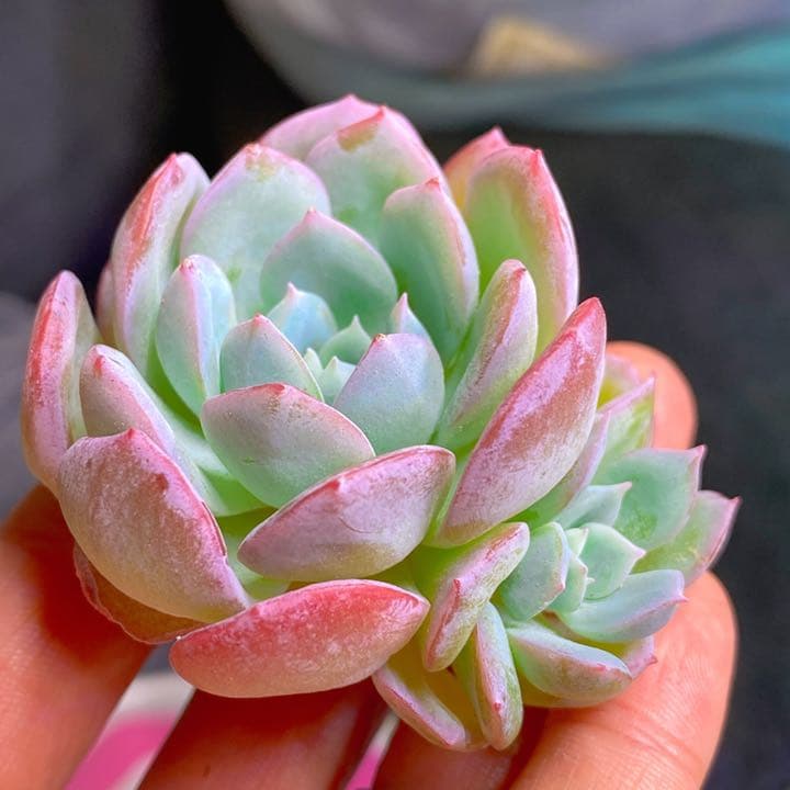 超絶美苗ジェイドグロー2頭レア種