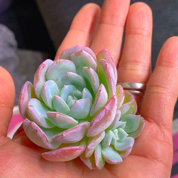 超絶美苗ジェイドグロー2頭レア種