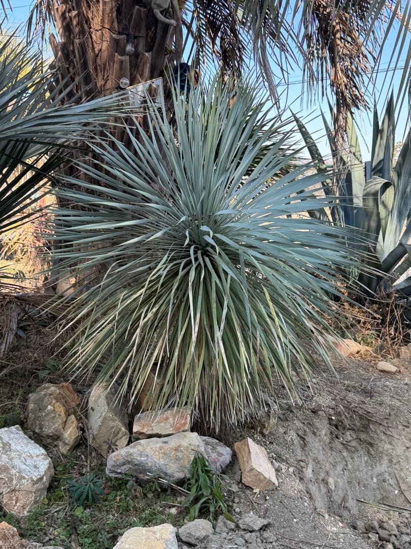 中型ユッカロストラータ　タイ　写真左側