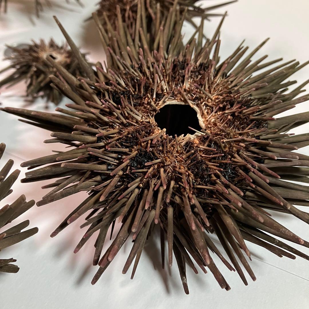 ウニ／クロウニ棘付き標本5個　No.157