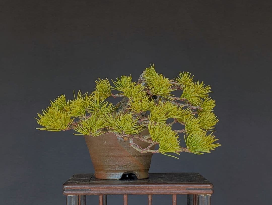 五葉松 根上り ミニ盆栽 小品盆栽