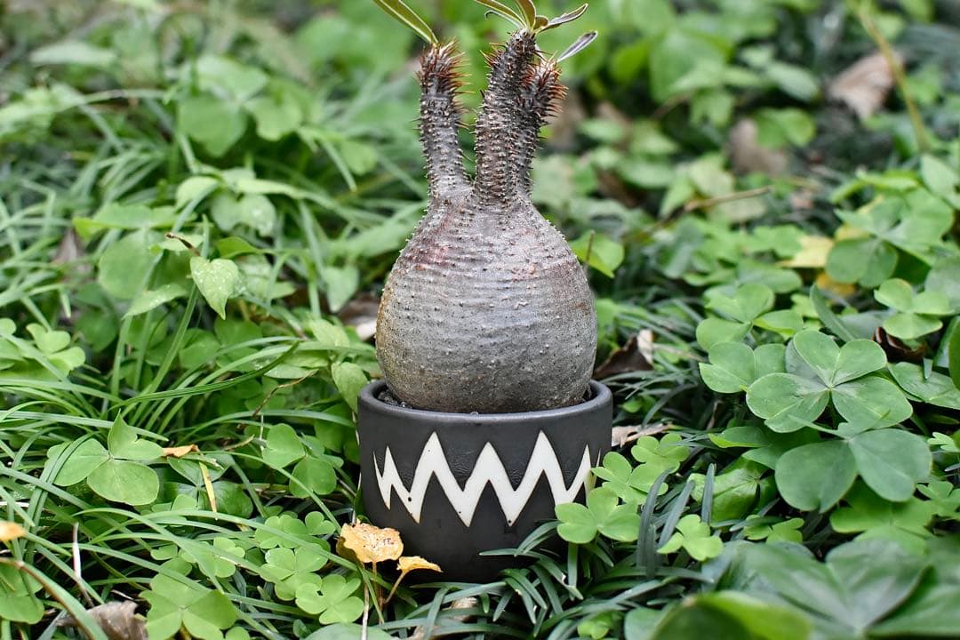 【休眠中】パキポディウム・グラキリス 現地球 VALIEM②