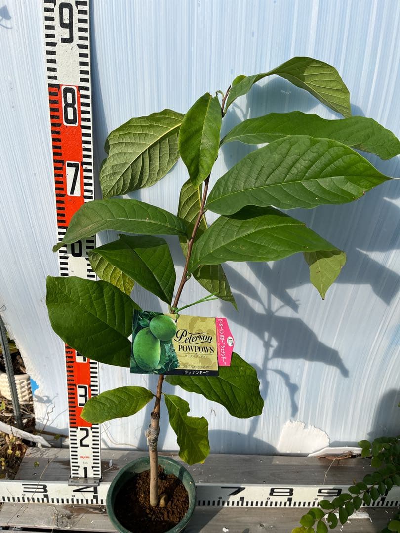 ポポー苗接木苗ピーターソンシェナンドー５号