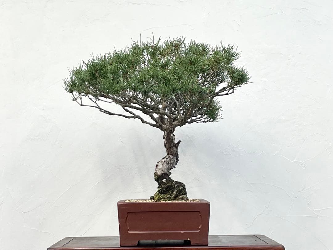 三河盆栽　折鶴松　おりづるまつ　盆栽