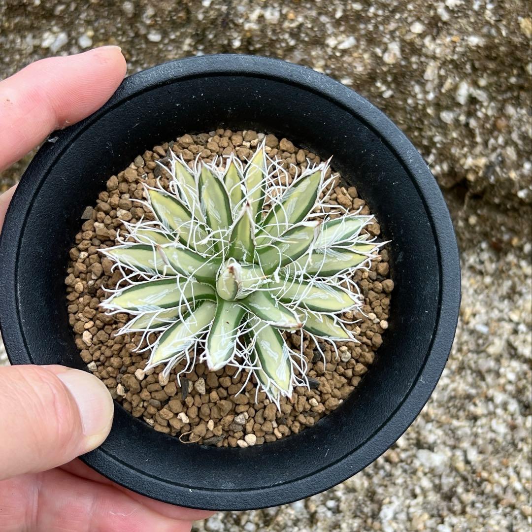 アガベ　姫乱れ雪錦　白中斑　希少