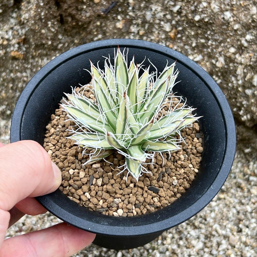 アガベ　姫乱れ雪錦　白中斑　希少