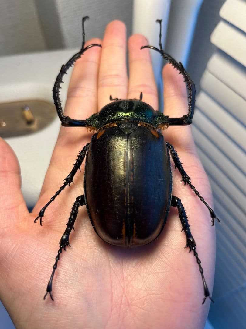 【73mm】ヤンソニーテナガコガネ　カメムシサシガメ甲虫昆虫標本ハムシフンチュウ