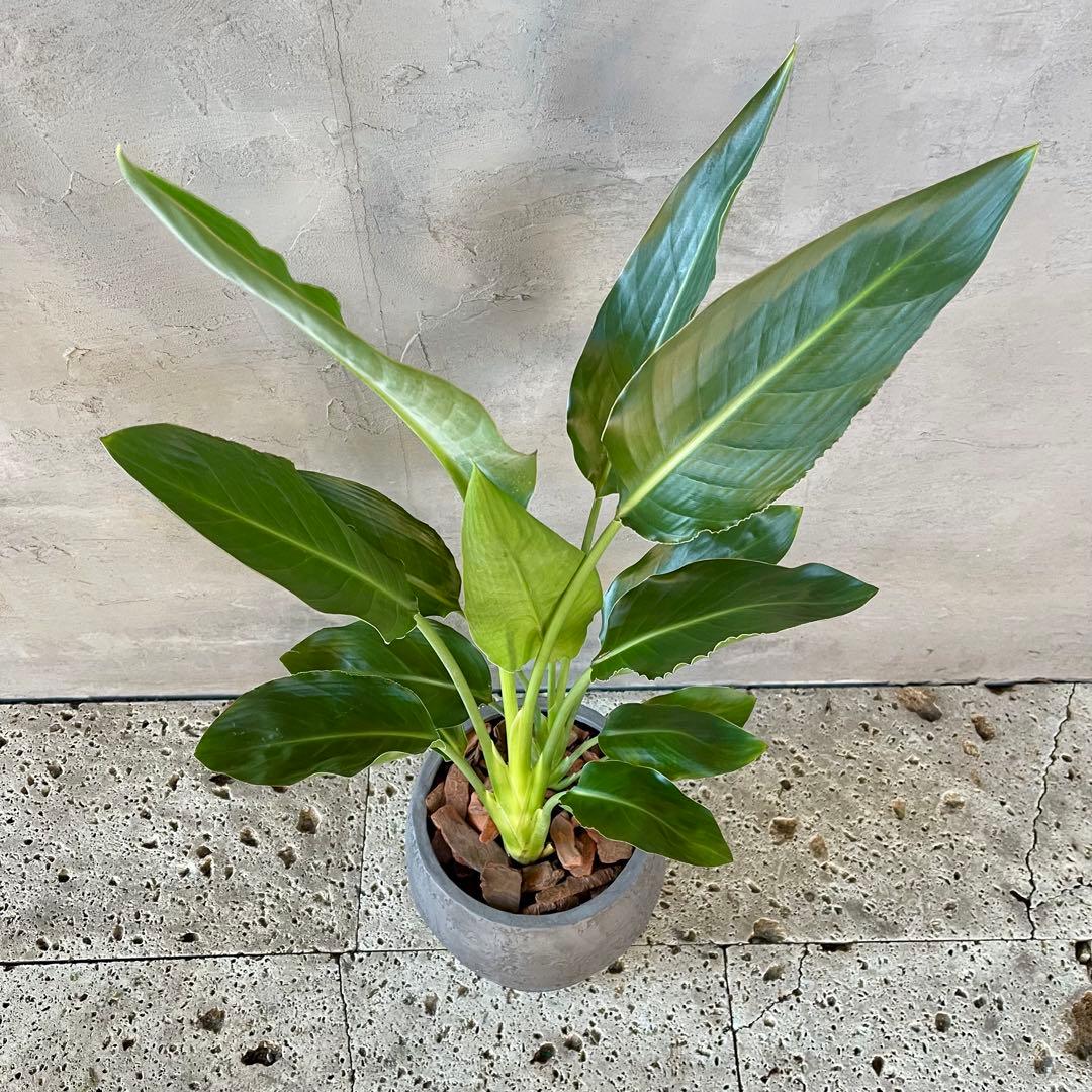 ストレリチア　レギネ　陶器鉢　植え込み発送