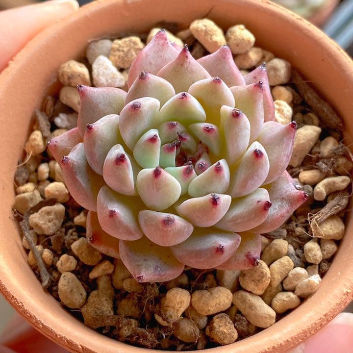 メクセンシスザラゴーサ