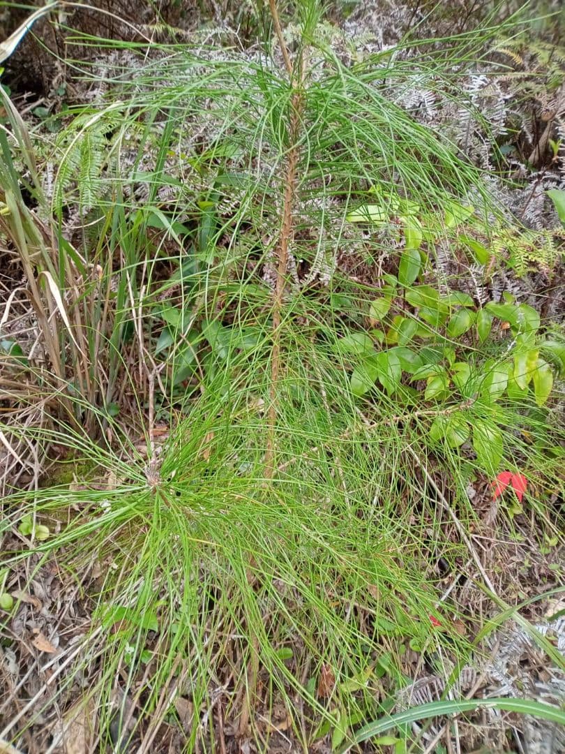リュウキュウマツ　琉球松の苗　盆栽　観賞用　原種在来種　南国植木