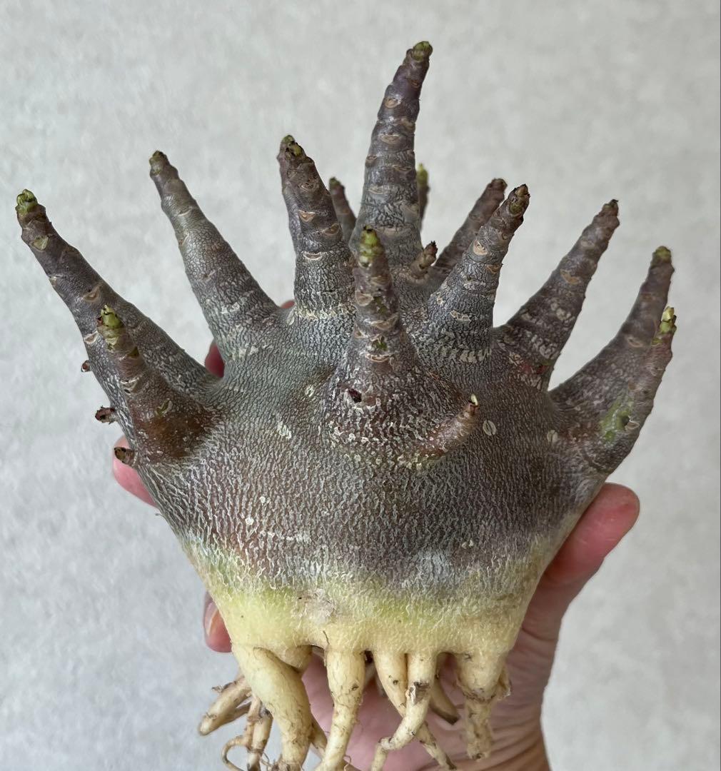 【激レア/ブラックスキン/ドワーフ/超極太 】アデニウム ガラメー ①