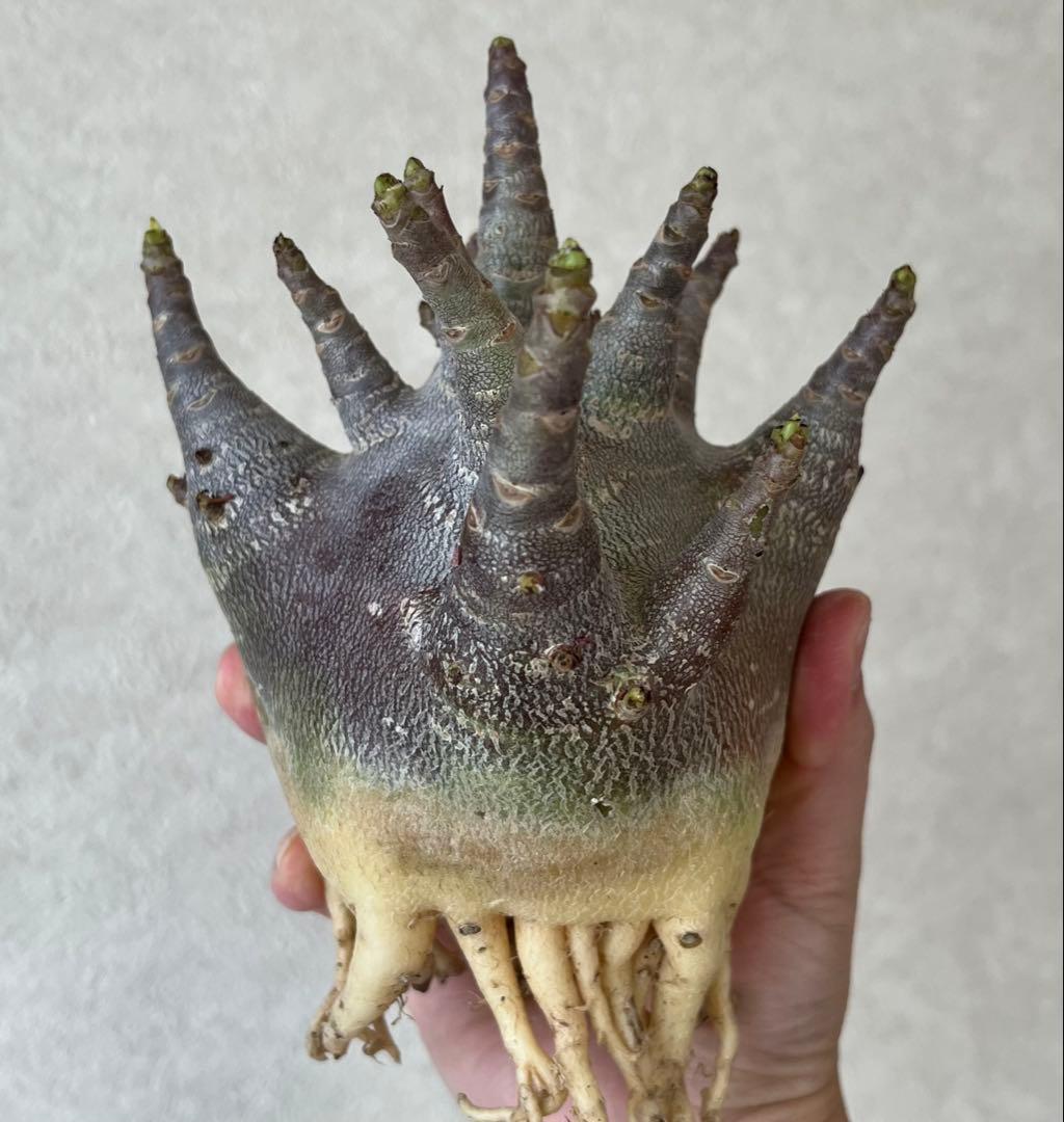 【激レア/ブラックスキン/ドワーフ/超極太 】アデニウム ガラメー ①