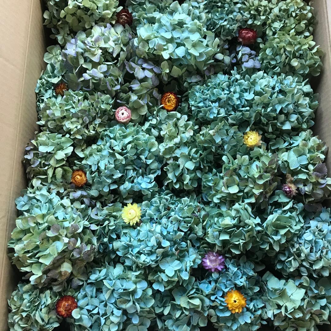 紫陽花ドライフラワー AB品 k10 120サイズ 北海道産