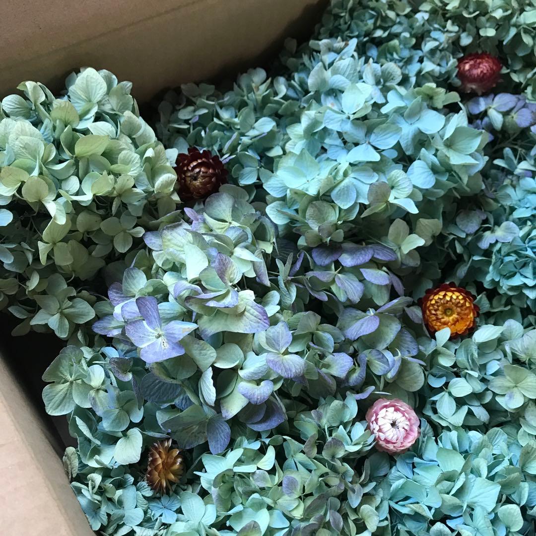 紫陽花ドライフラワー AB品 k10 120サイズ 北海道産