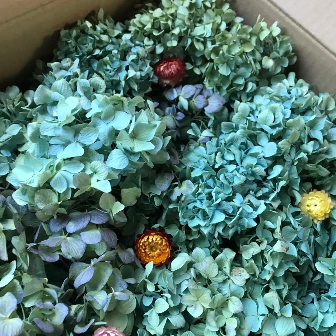 紫陽花ドライフラワー AB品 k10 120サイズ 北海道産