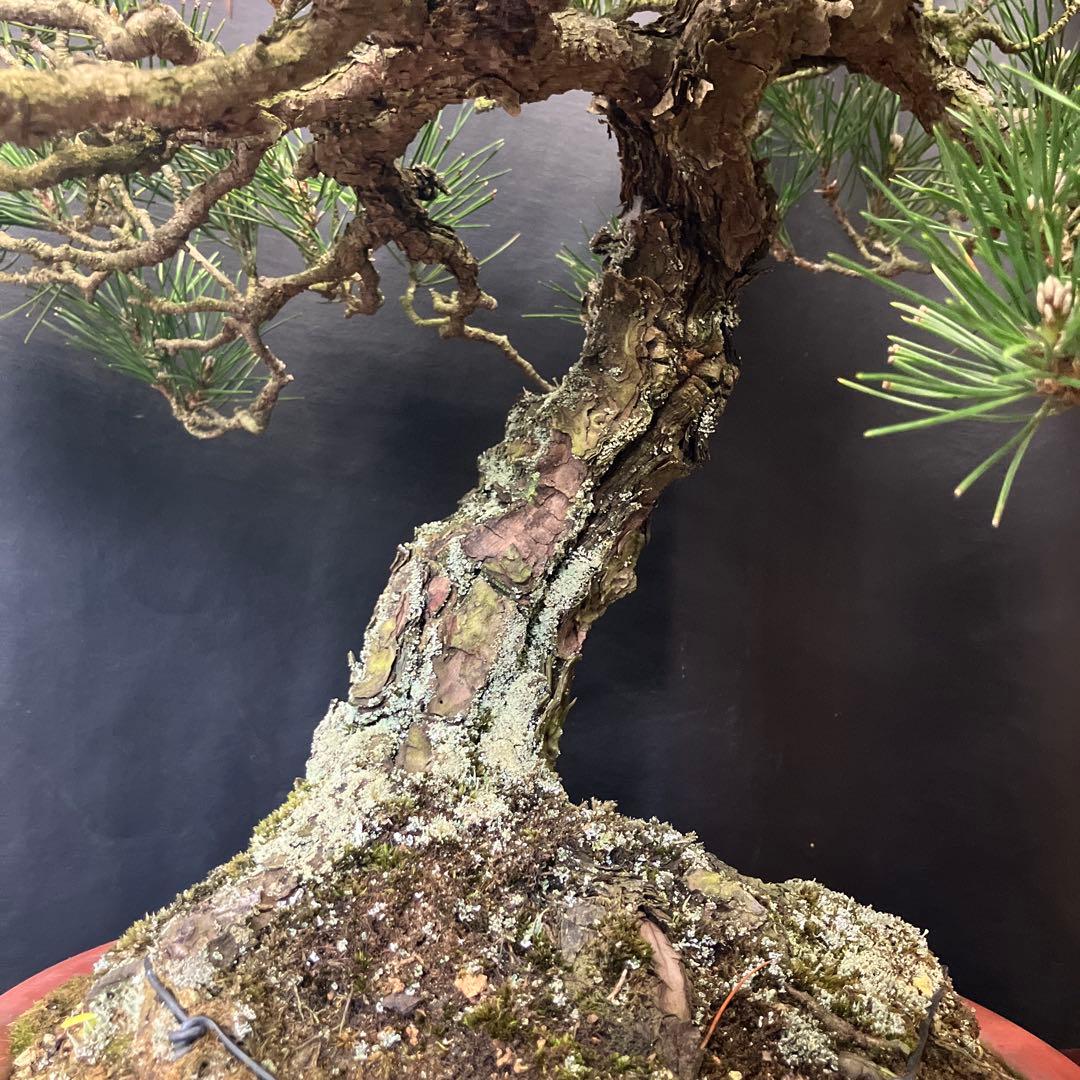 黒松 盆栽