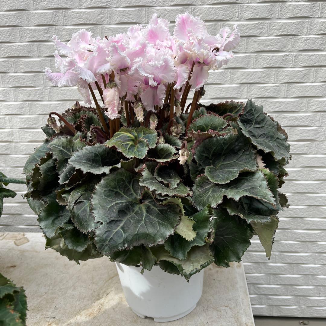 Nao様 リクエスト 2点 まとめ商品　シクラメン　ルチア　アイスプリンセス