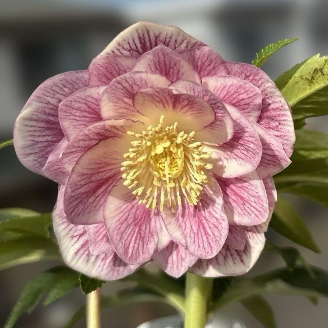 リバーシブル白抜けベイン　広瀬園芸　クリスマスローズ　開花株　匿名発送　現品