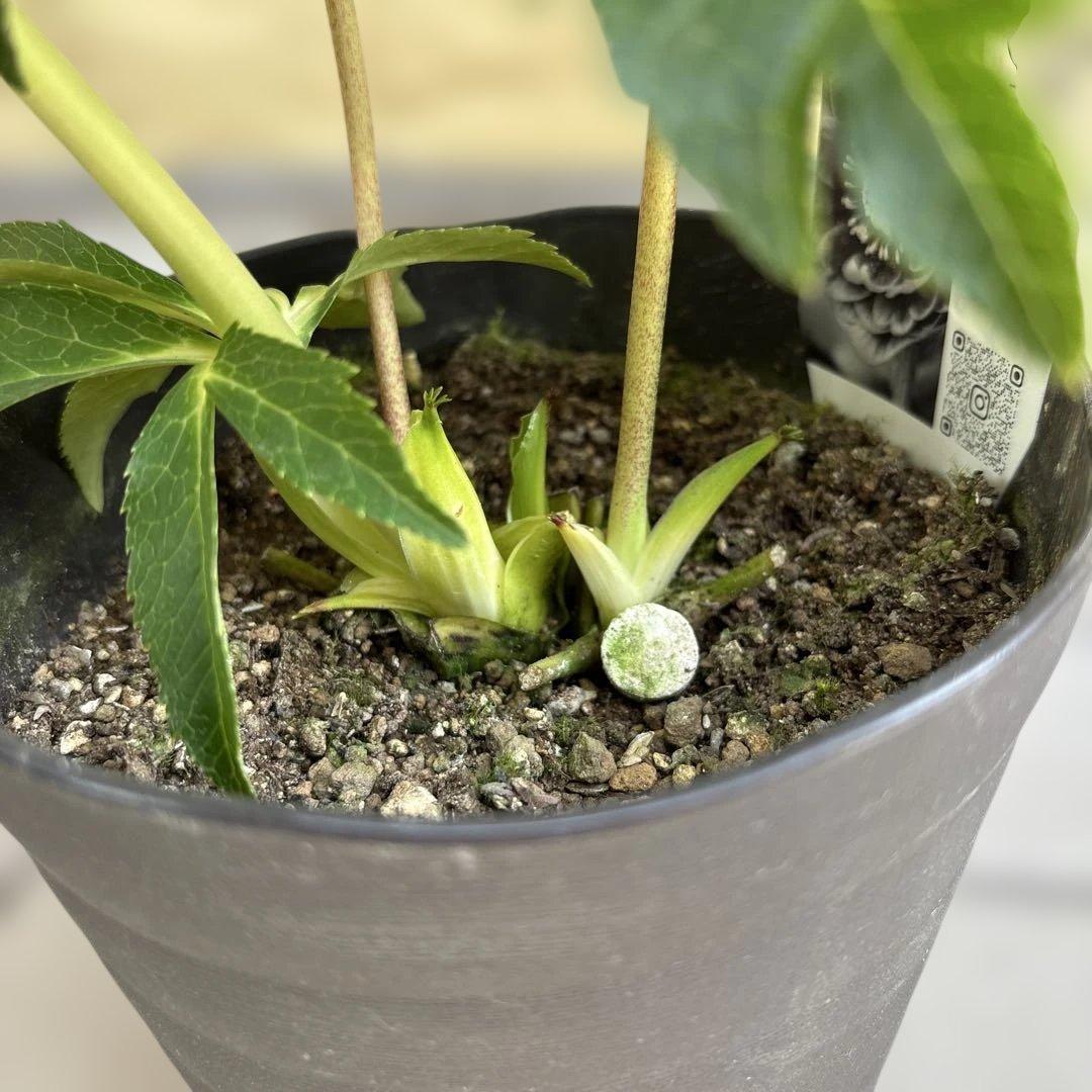 リバーシブル白抜けベイン　広瀬園芸　クリスマスローズ　開花株　匿名発送　現品