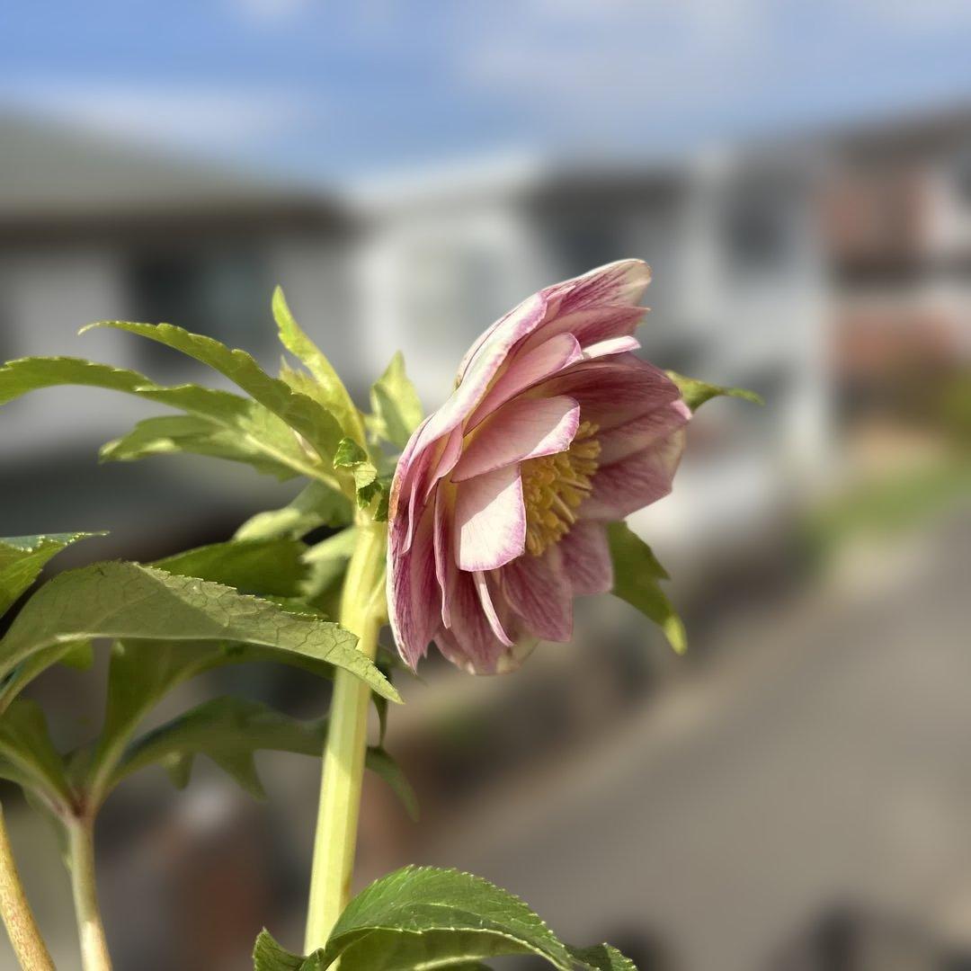 リバーシブル白抜けベイン　広瀬園芸　クリスマスローズ　開花株　匿名発送　現品