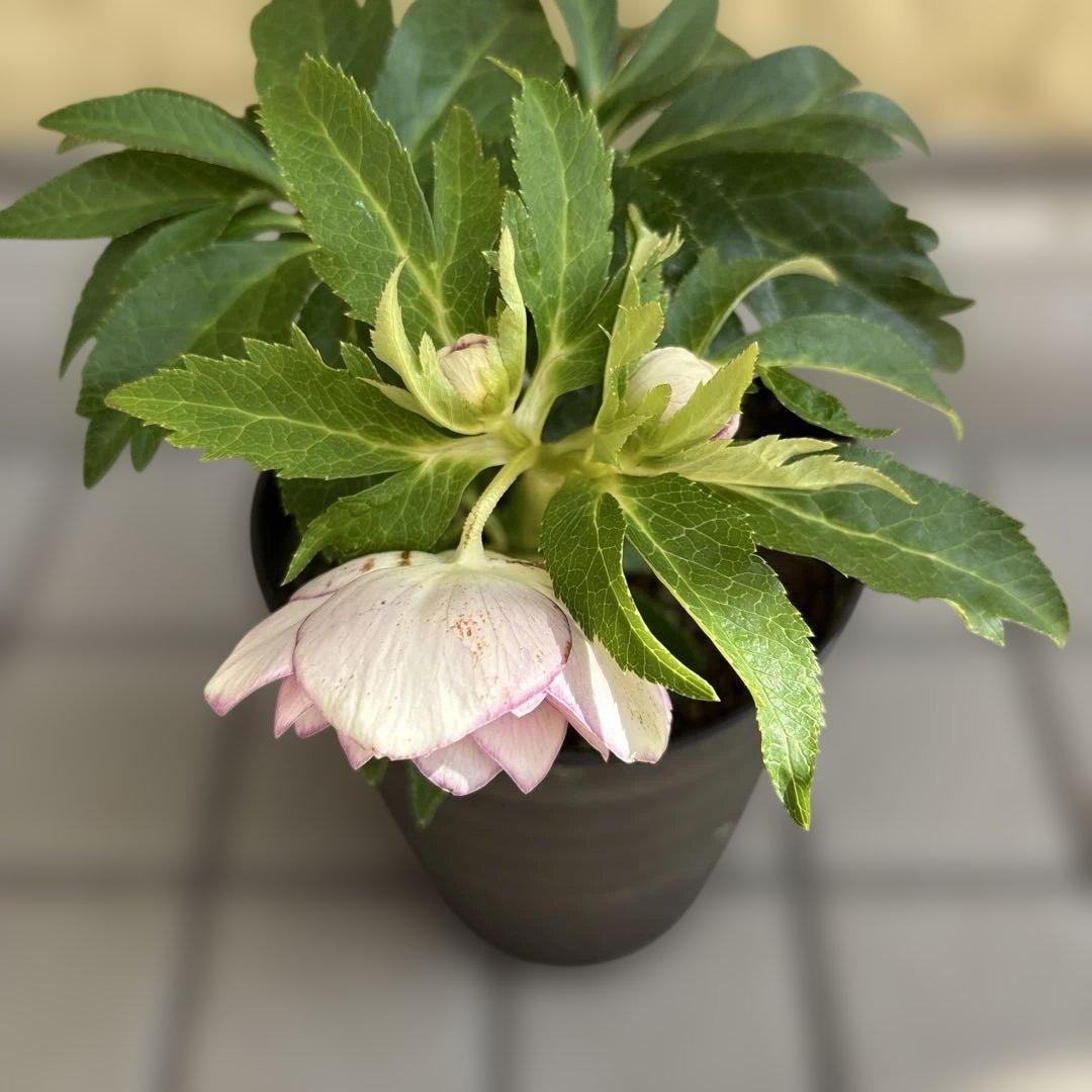 リバーシブル白抜けベイン　広瀬園芸　クリスマスローズ　開花株　匿名発送　現品