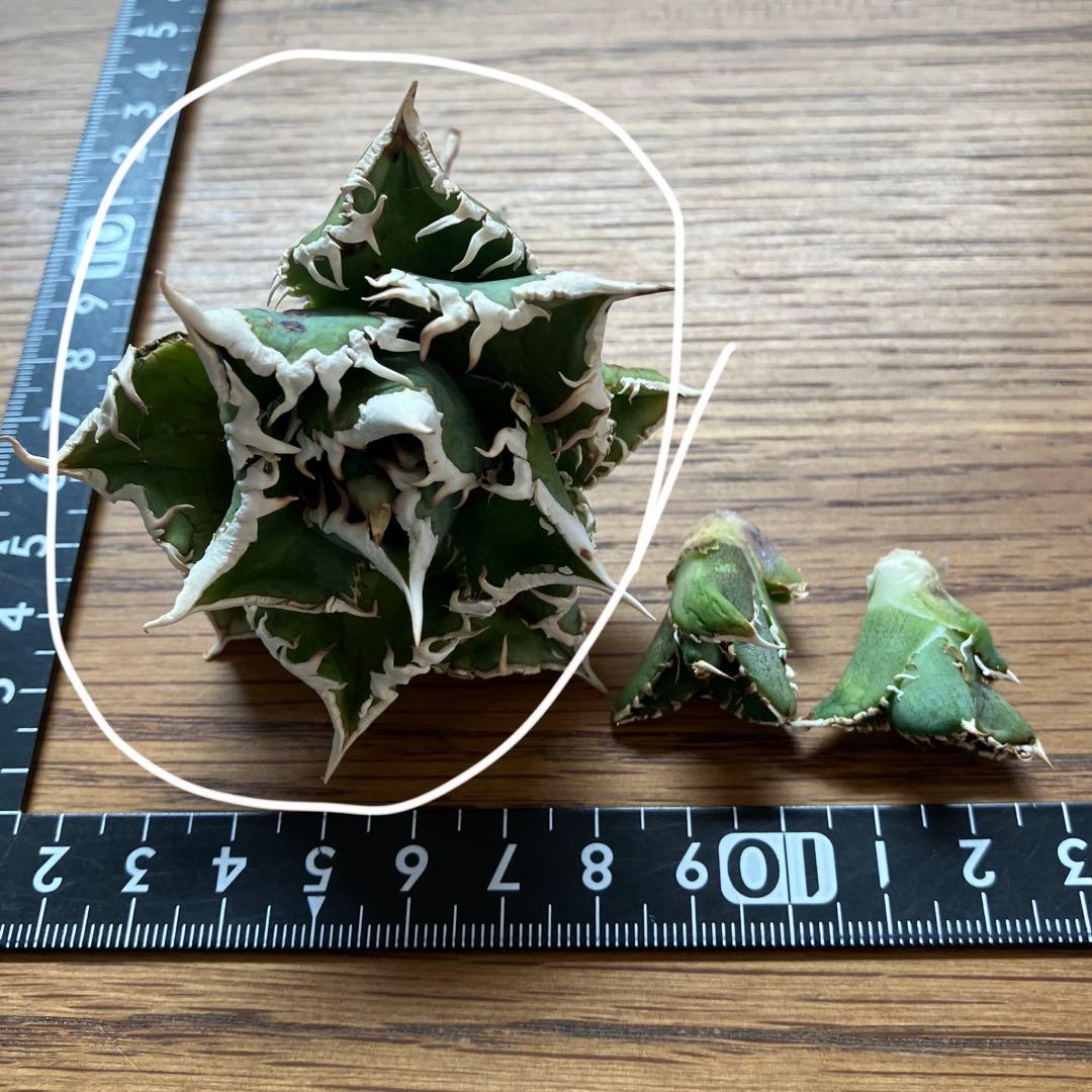 H*C様 【オークション】①選抜　特選　太棘 アガべ　チタノタ　白豪刺　TC 上