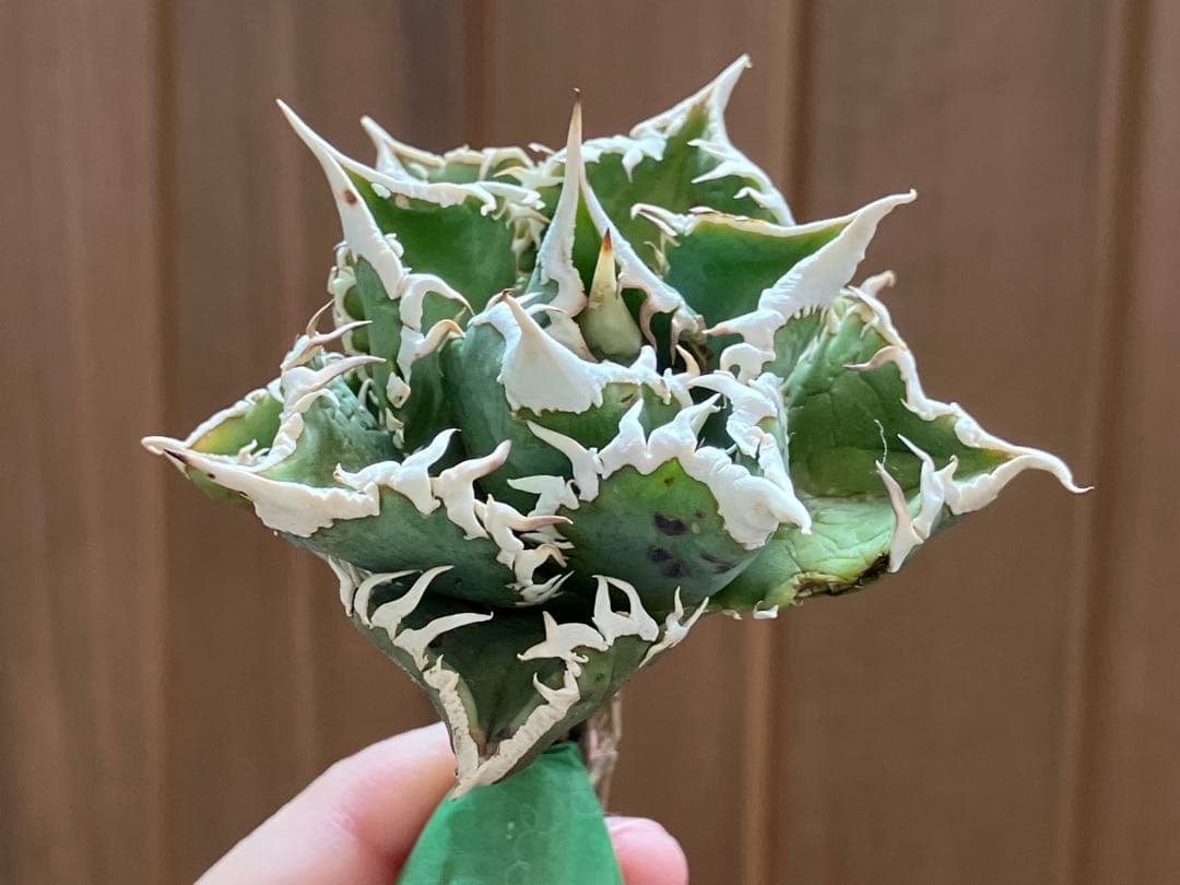 H*C様 【オークション】①選抜　特選　太棘 アガべ　チタノタ　白豪刺　TC 上