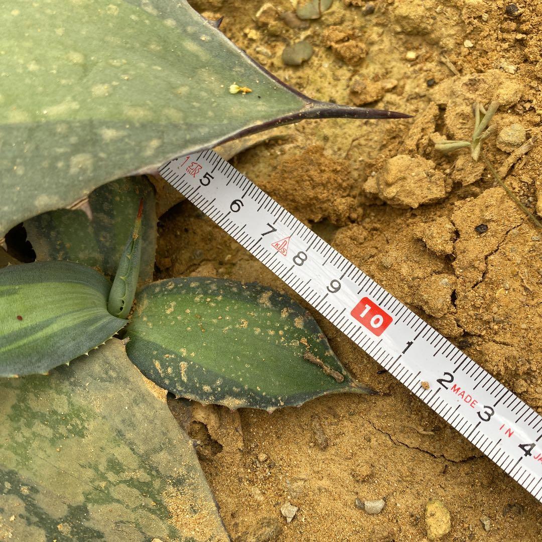 アガベ　パリー錦　吉祥天錦　ホーチエンシス錦　優良カキコ　抜き苗送料込み