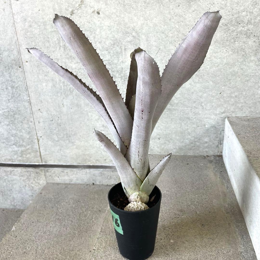 【希少】Aechmea エクメア ムルフォーディ マルバ 沖縄育ち
