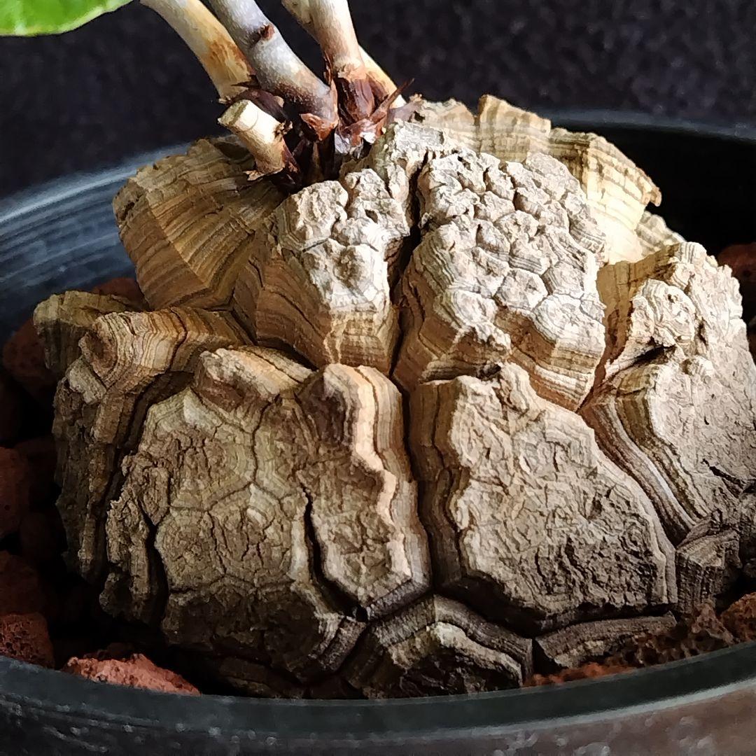 アフリカ亀甲竜