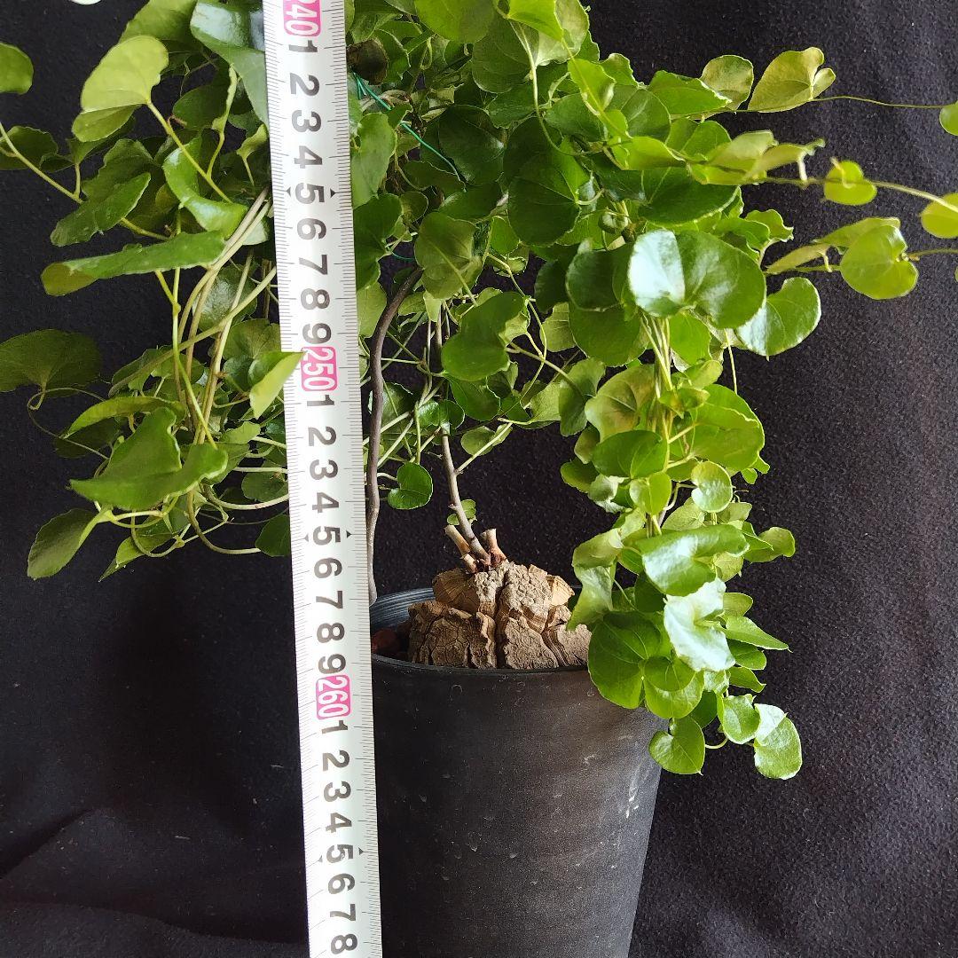 アフリカ亀甲竜