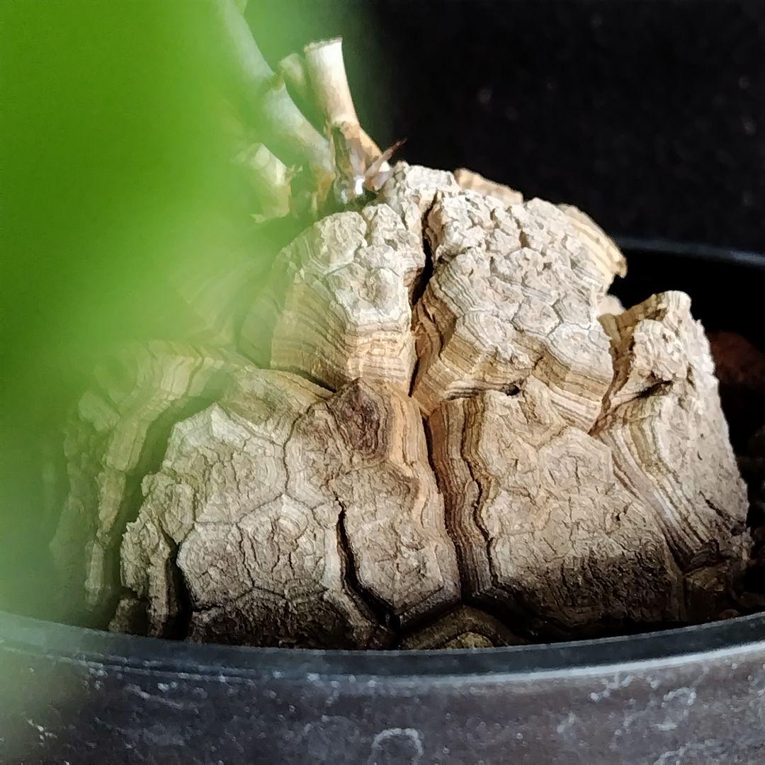 アフリカ亀甲竜