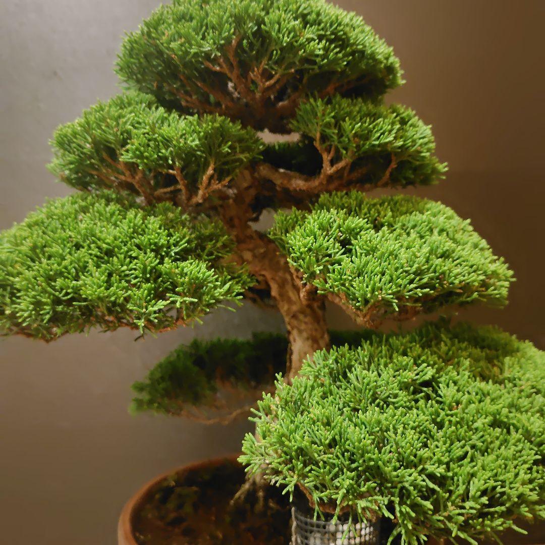 特選！糸魚川真柏素材！