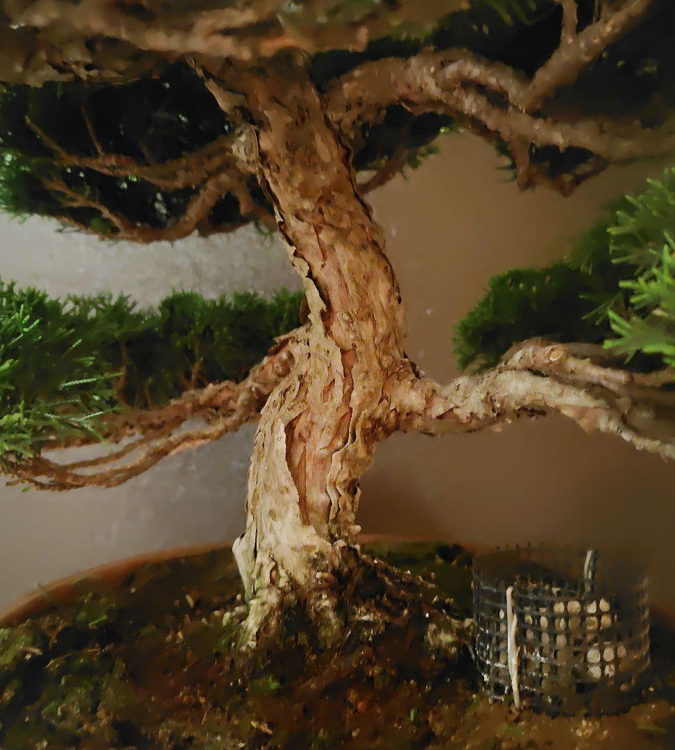 特選！糸魚川真柏素材！