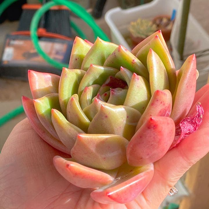 お取り置き中　只今タイムセール中！　どっしり　ピンクシャンパン　ピンクシャンペン