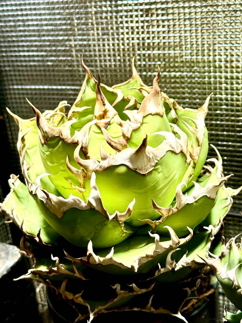 アガベ　チタノタ　シーザー大株