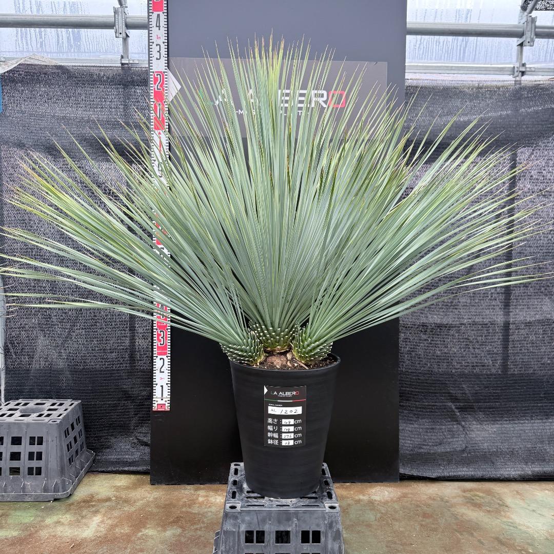 【AL1202】ユッカ　ロストラータ　ランチョブルー（品種名）４ヘッド
